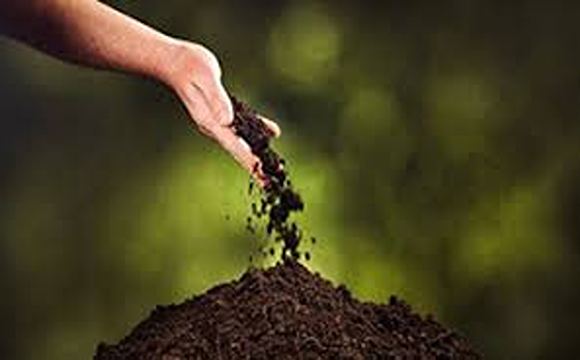 تصویر 4 از قیمت خرید خاک زاموفیلیا بلک + فروش ویژه